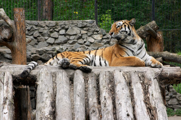 Tiger is lying on logs.