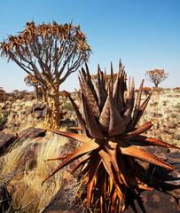 Quiver tree