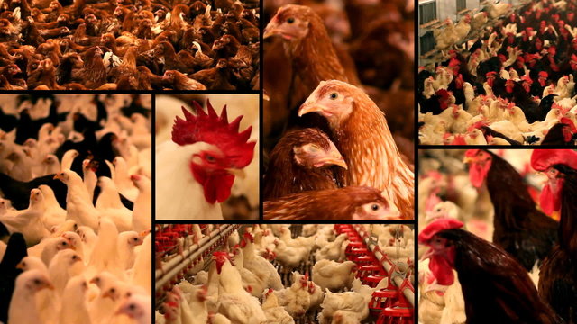 Chicken Farm multiscreen