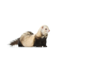 Fototapeta premium ferret - Mustela putorius furo