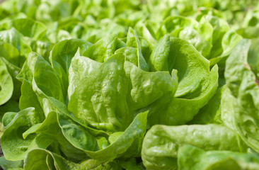lettuce in the garden