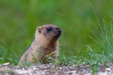 Naklejka na ściany i meble Marmot against a green grass