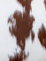 Cow skin
