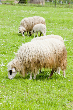 sheep on meadow, Bosnia and Hercegovina