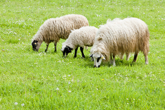 sheep on meadow, Bosnia and Hercegovina