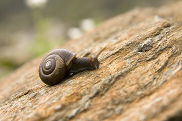 Snail