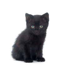 Black kitten on white background