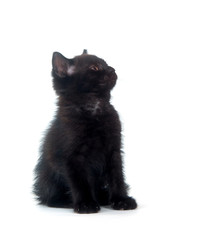 Black kitten on white background