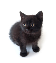 Black kitten on white background