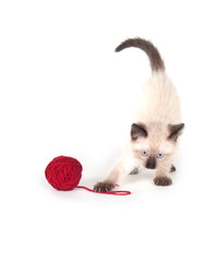 Cute kitten and red yarn