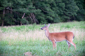 Naklejka na ściany i meble White-tailed deer doe in a meadow