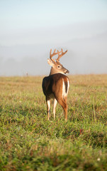 white-tailed deer buck with velvet antlers