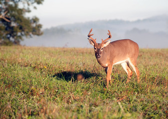 white-tailed deer buck with velvet antlers