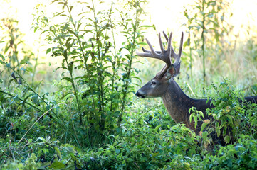 Large whitetail deer buck in the brush