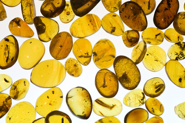 Polished amber with trapped insects. White background.