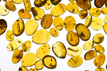 Polished amber with trapped insects. White background.