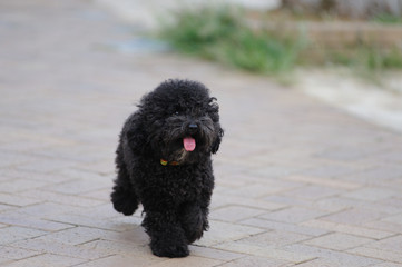 A toy poodle dog running on the ground
