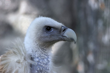 Blue griffon portrait