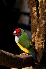 l Lady Gouldian Finch