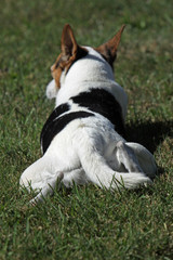 Jack Russell Terrier von hinten