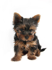 Sweet puppy Yorkshire Terrier in front, 3 month