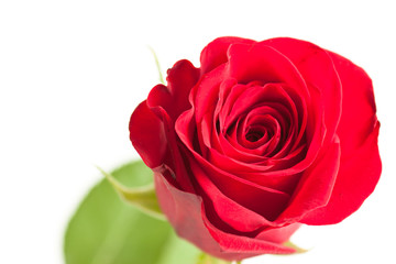 flower of red rose