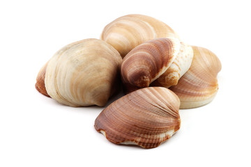 heap of sea shells from ibiza