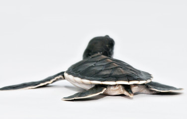 Kleine zeeschildpad