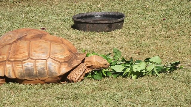 Galapagos giant tortoise