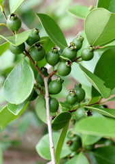 fruits verts du goyavier-fraise, psidium cattleianum
