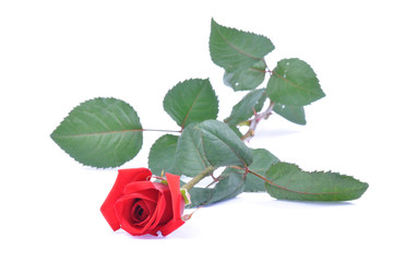 Red rose isolated