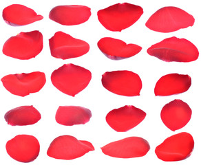 Fototapeta premium Petals of a red rose isolated