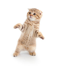 Striped Scottish kitten fold pure breed dancing isolated