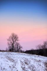 Fototapeta na wymiar Trees in winter time with colorful sky background