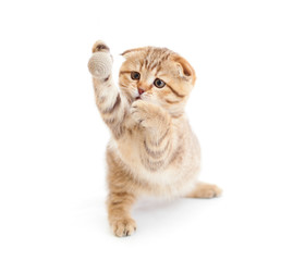 Striped Scottish kitten fold pure breed playing ball isolated