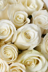 Cream roses