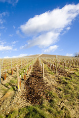 Fototapeta na wymiar vineyard, Ay, Champagne Region, France