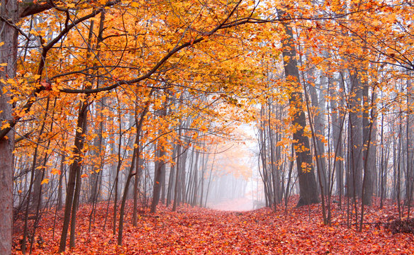 autumn scene in Mayberry state  park Michigan