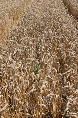 Golden Wheat field