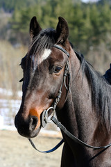 Obraz premium Race horse