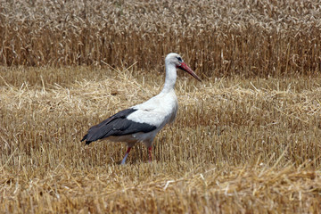 Stork in wheat field