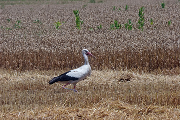 Stork in wheat field