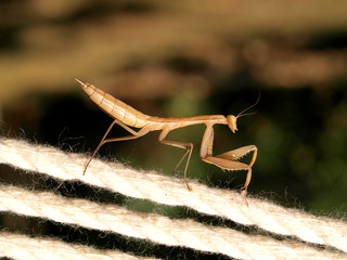 Mantis bug