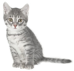 Fototapeta premium British kitten