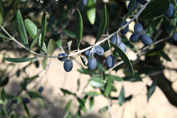 Olive per la produzione del olio