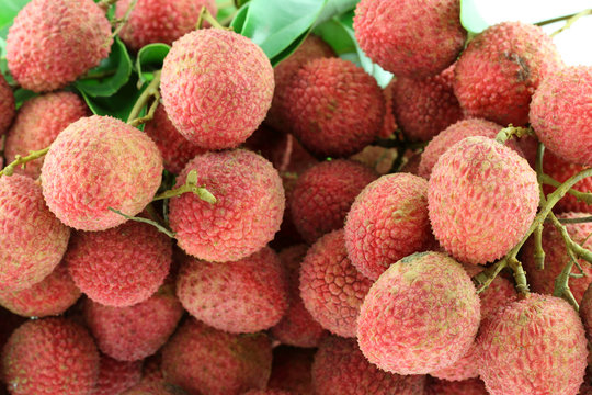 litchi, letchi, litchis, letchis, letchee, letchees, litchee