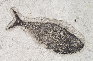Fossilized fish. © marcel