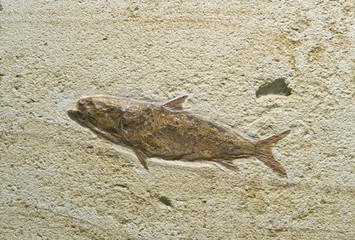 Fossilized fish.