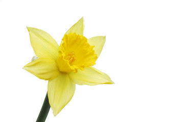 Single daffodil flower