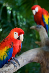Fototapeta na wymiar papugi